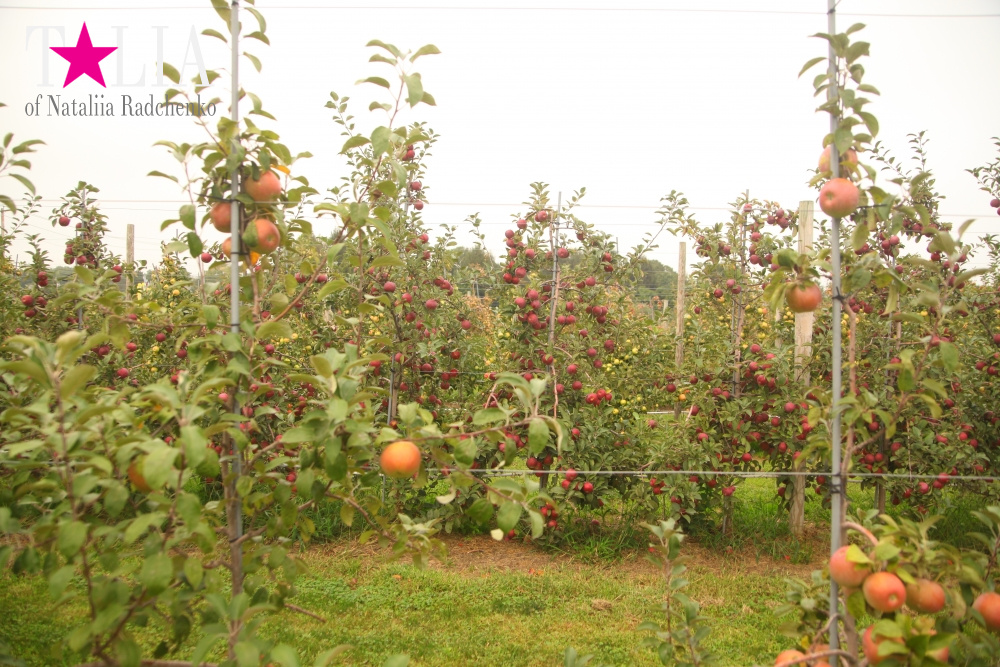 Американское село: фестиваль урожая "HANK'S PUMPKINTOWN, the Hamptons, NY"